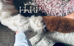 Toy Poodle dogs for stud: 🔥One-in-a-Million Asian ☕️ toy poodle DNA Stud🧸 in Thetford - Image 21