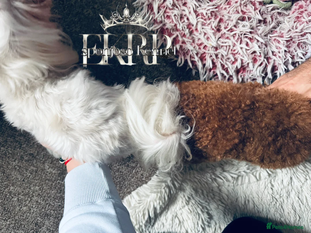 Toy Poodle dogs for stud: 🔥One-in-a-Million teddy Asian toy poodle DNA Stud in Thetford - Advert 25