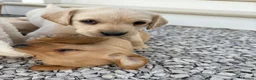 Labrador Retriever dogs for sale: 8 Labrador puppy’s for sale  - Advert 36