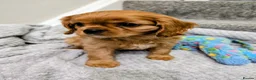 Cavalier King Charles Spaniel dogs for sale: 🌟LAST BOY🌟KC DNA Health tested Cavalier Puppy💙 - Advert 3
