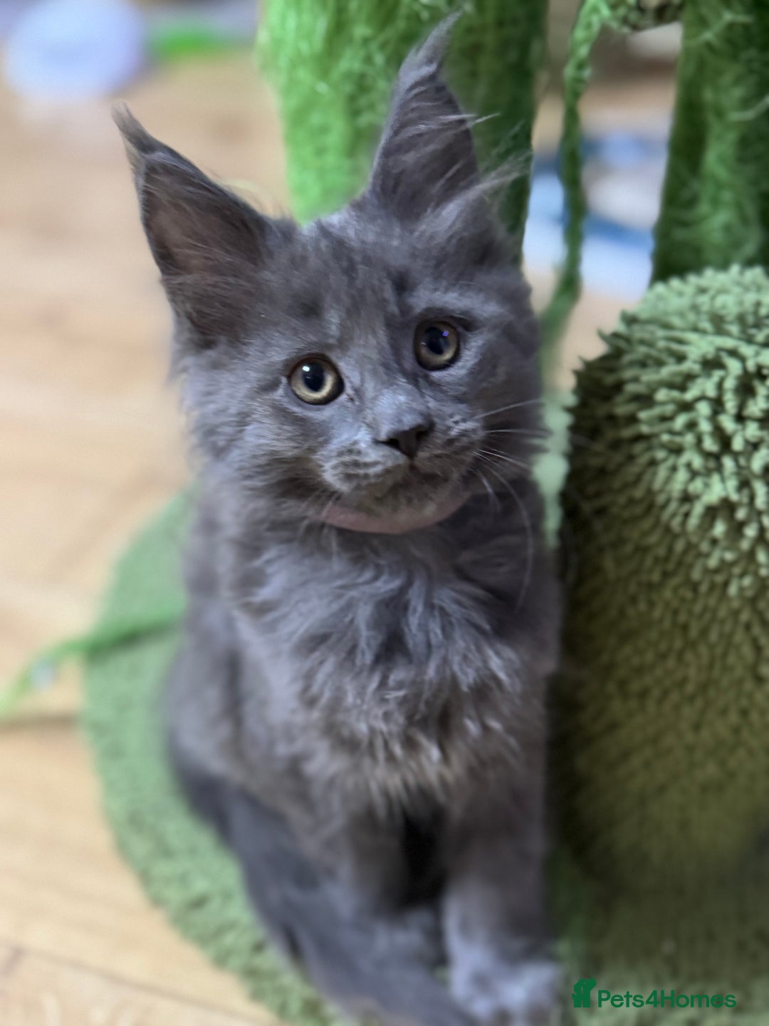 Maine Coon cats for sale: Adorable pure breed Maine coon Kittens’s for sale - Advert 8