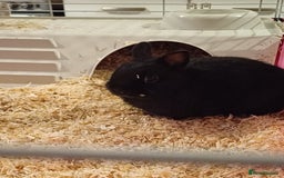 Netherland Dwarf rabbits for sale: Netherland Dwarf Rabbit  - Image 2