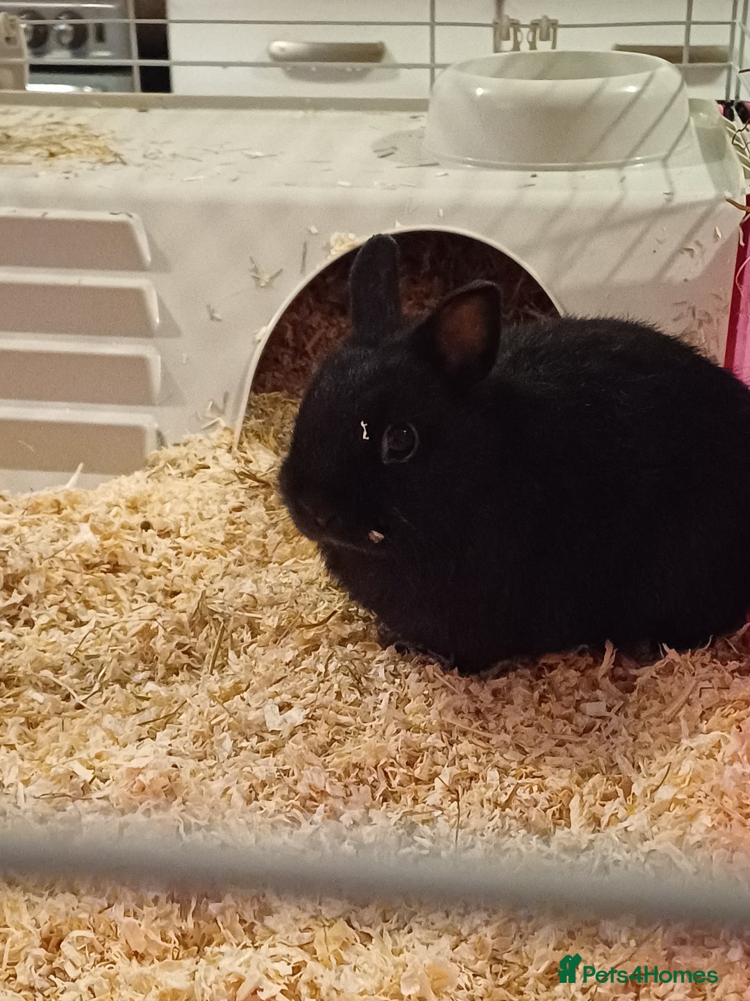 Netherland Dwarf rabbits for sale: Netherland Dwarf Rabbit  - Image 2
