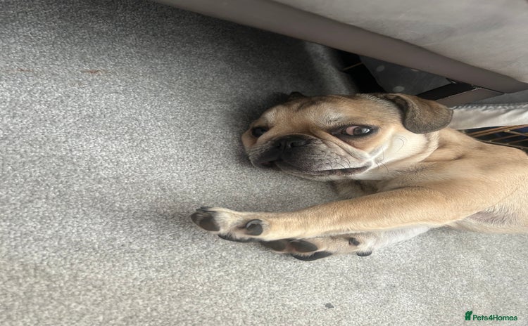 Pug dogs - Advert 4