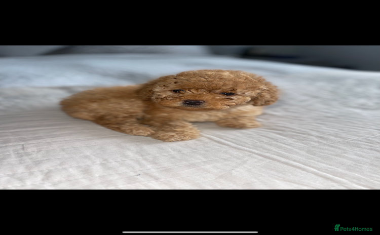 Cavapoo dogs - Advert 3