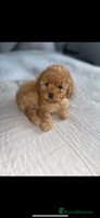 Cavapoo dogs Cavapoo mixed litter - Advert 7