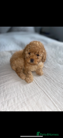 Cavapoo dogs - Advert 3