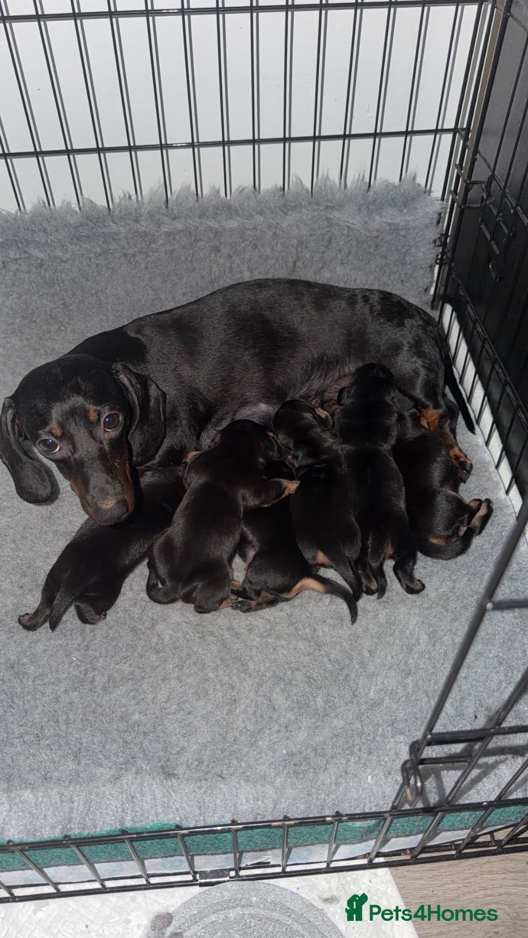 Miniature Dachshund dogs Miniature dachshunds puppies for sale!  - Advert 1
