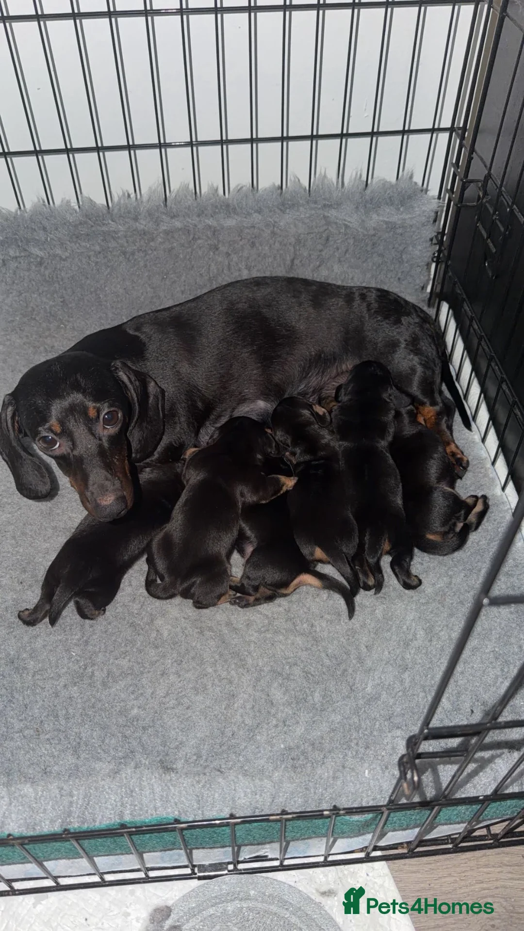 Miniature Dachshund dogs for sale: Miniature dachshunds puppies for sale!  in Wolverhampton - Advert 1