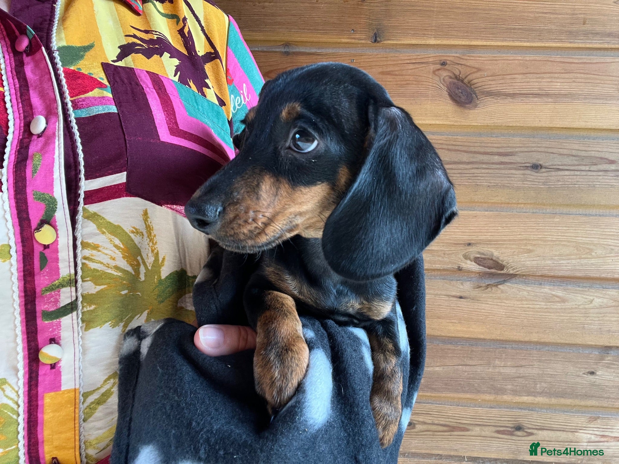 Dachshund dogs MINIATURE DACHSHUND PUPPIES  - Advert 17