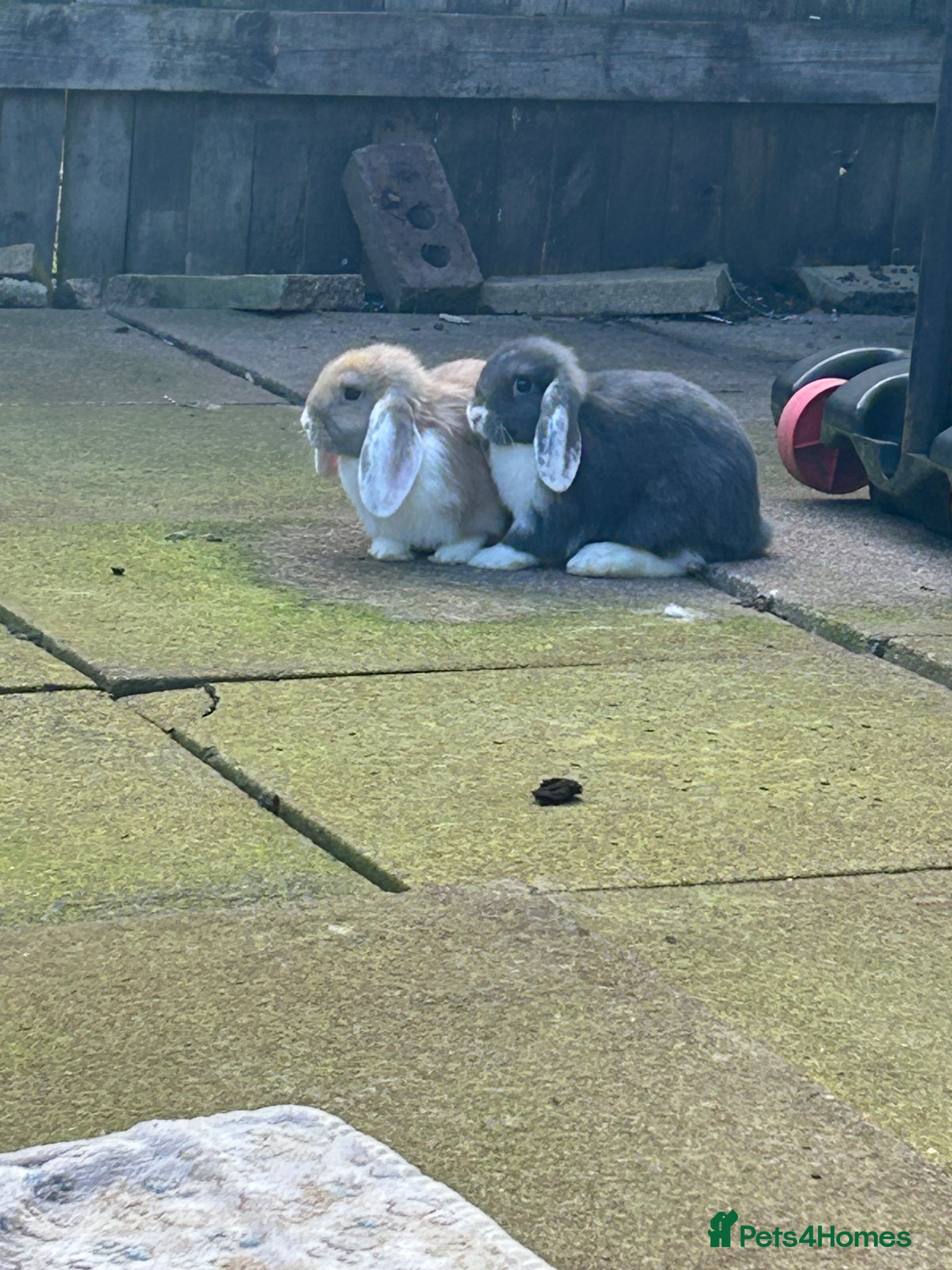 English Lop rabbits 9 week old lop rabbits  - Advert 4