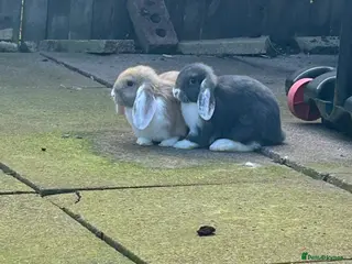 English Lop rabbits 9 week old lop rabbits - Advert 4