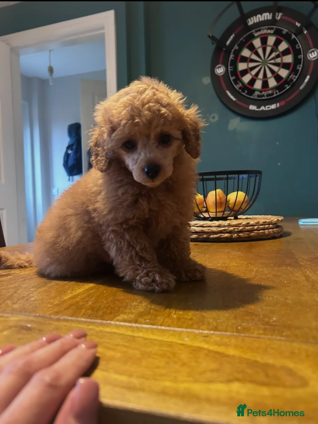 Toy Poodle dogs for sale: Beautiful toy poodle 💙 ready for forever homes 💙 - Advert 2