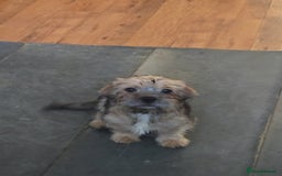 Mixed Breed dogs for sale: 2 x Beautiful Shi Tzu cross - Advert 4