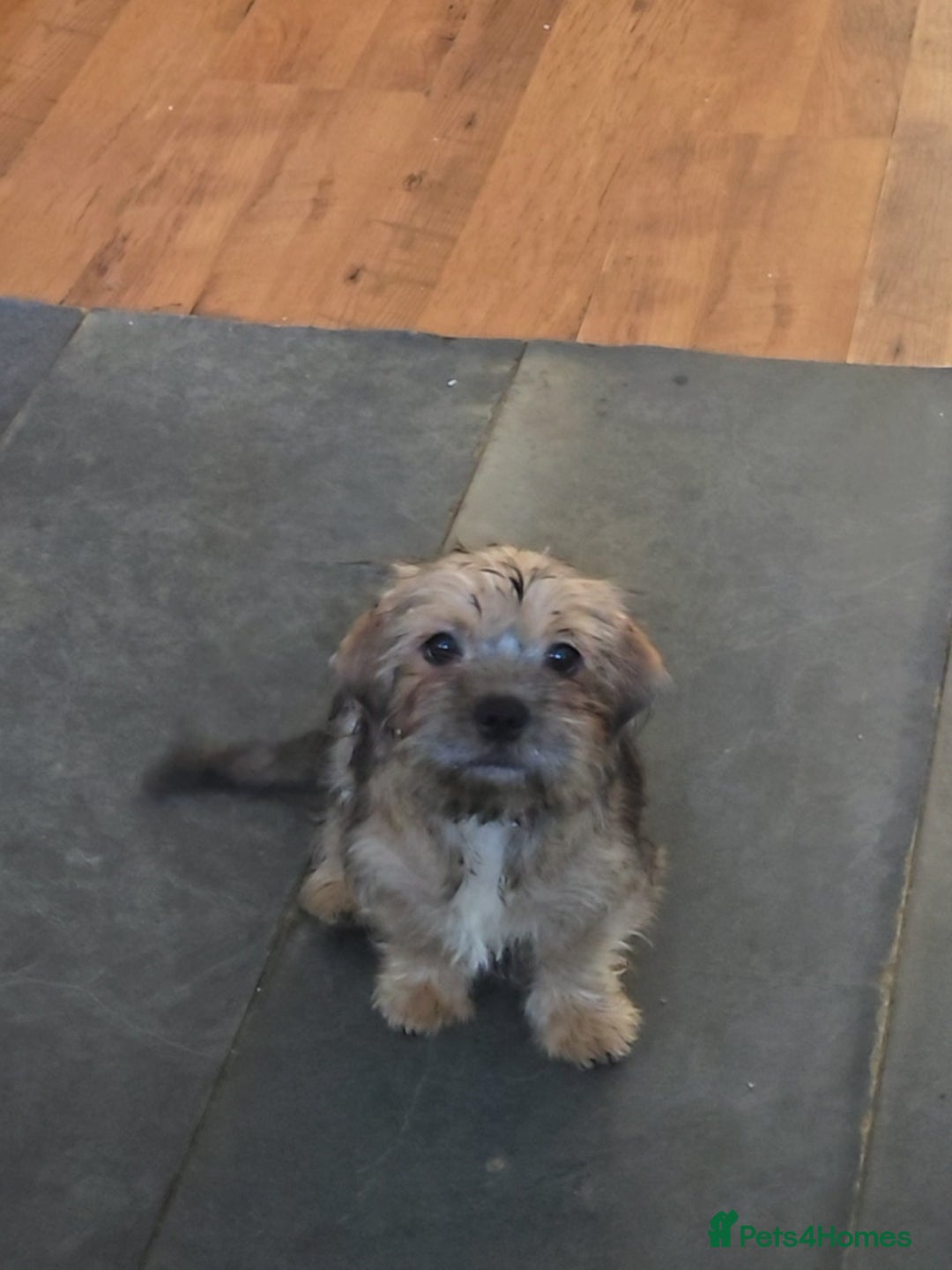 Mixed Breed dogs for sale: 2 x Beautiful Shi Tzu cross - Advert 4