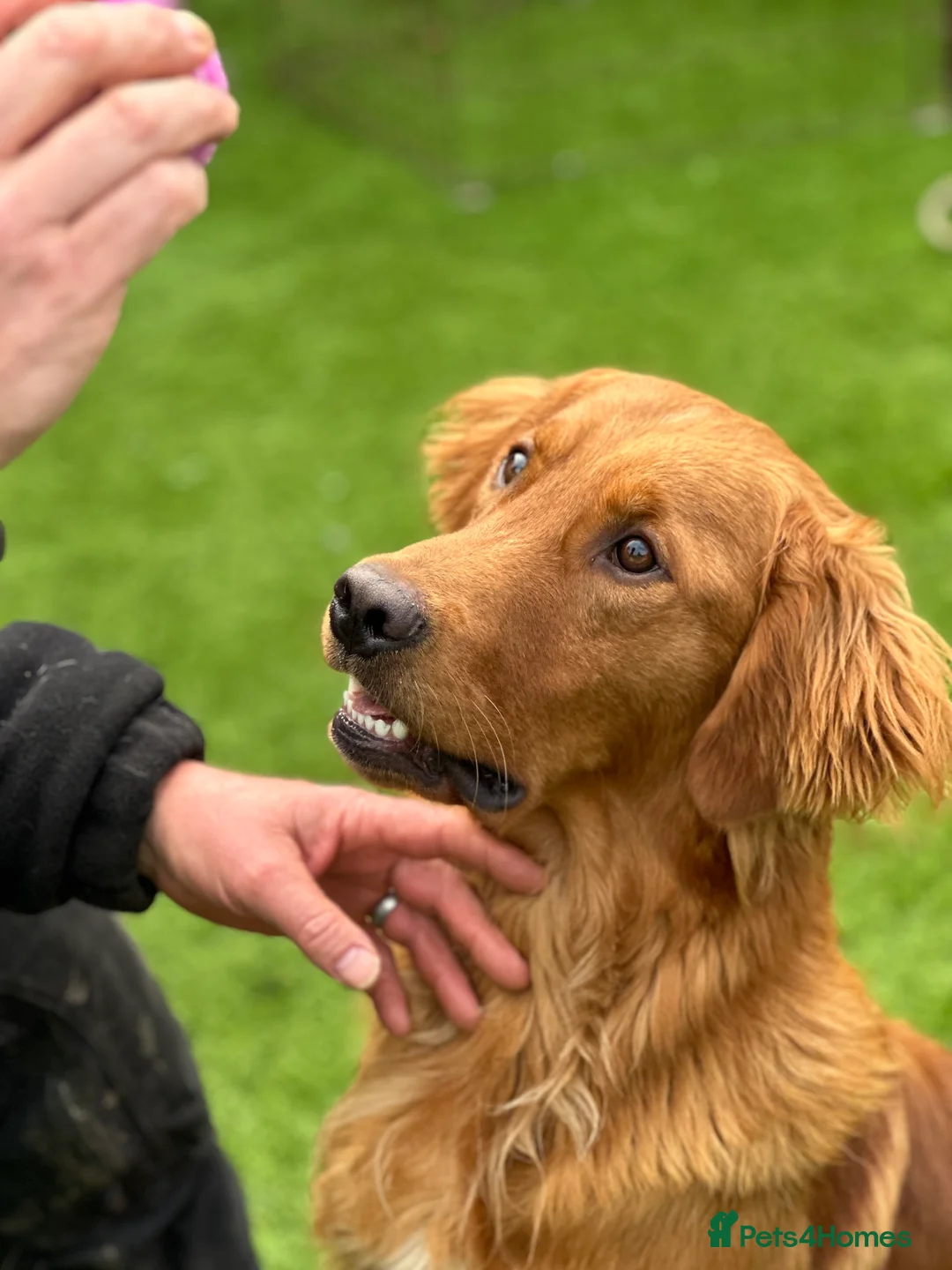 Golden Retriever dogs for sale: Dark Golden KC registered Golden retrievers - Advert 23
