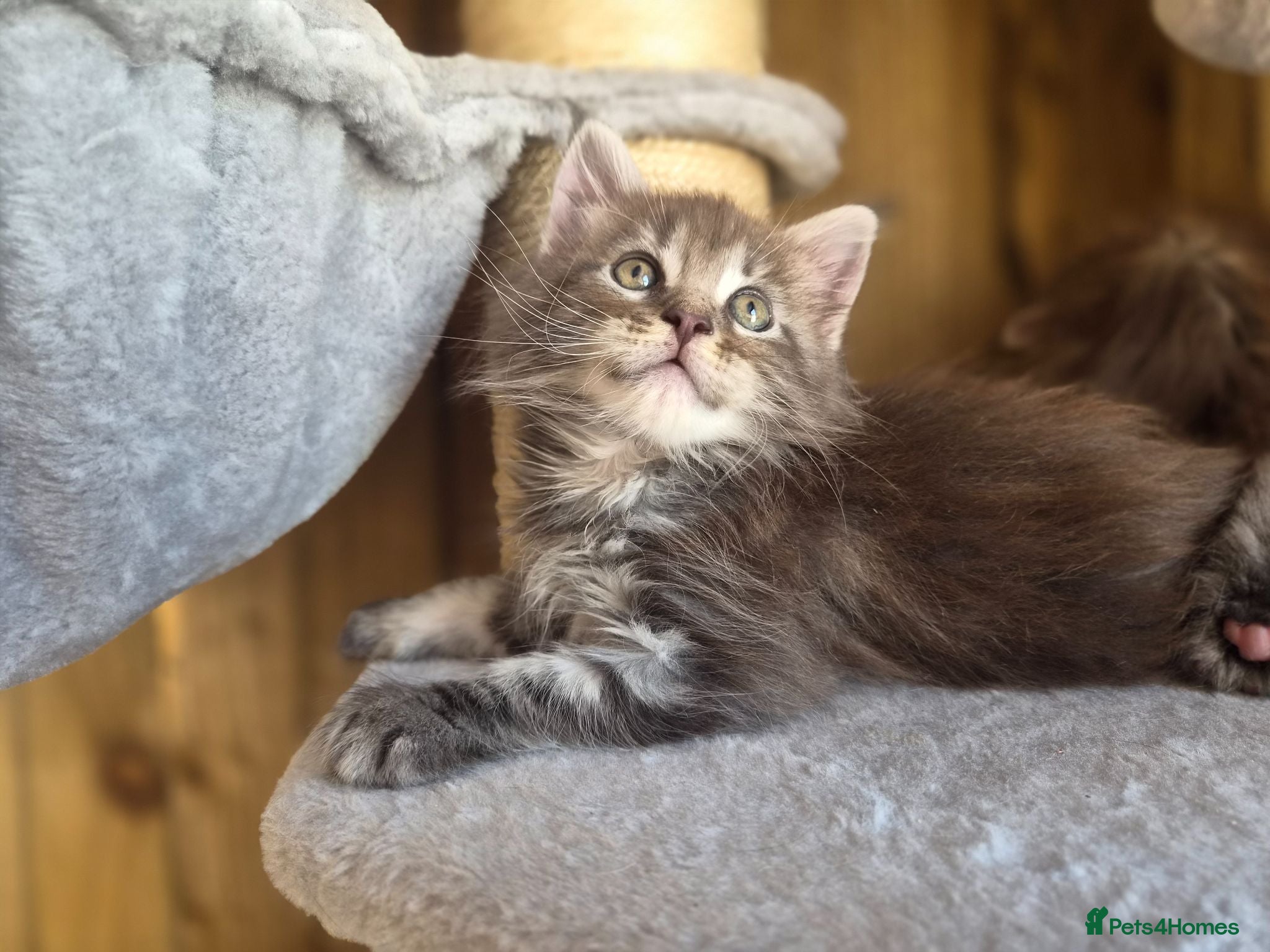 Maine Coon cats Beautiful Maine Coon Kittens - Advert 10