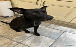 Mixed Breed dogs for sale: Litter of 7 dalmatian cross puppies - Image 4