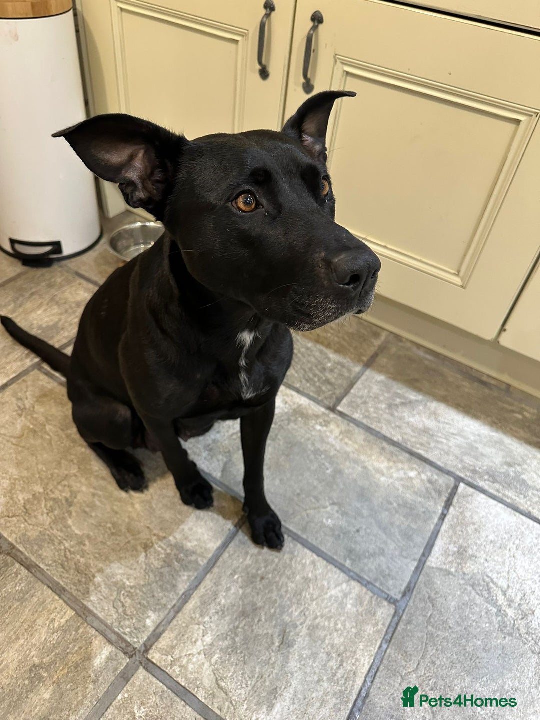 Mixed Breed dogs for sale: Litter of 7 dalmatian cross puppies - Image 4