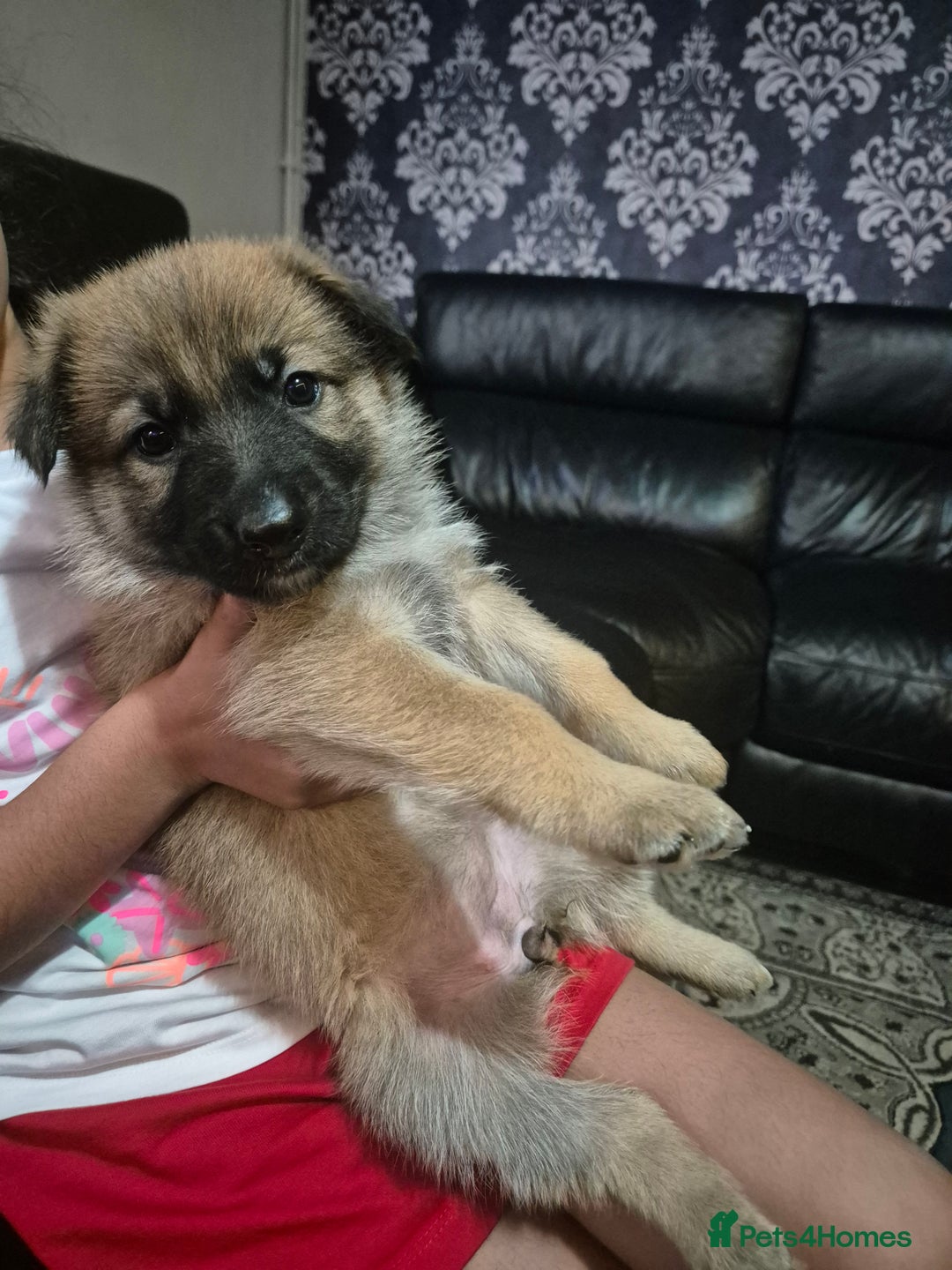 German Shepherd dogs for sale: German shepherd puppies - Advert 7
