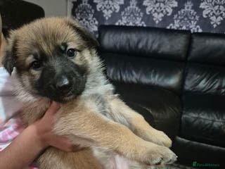 German Shepherd dogs GOLDEN FEMALE GERMAN SHEPHERD - Advert 2