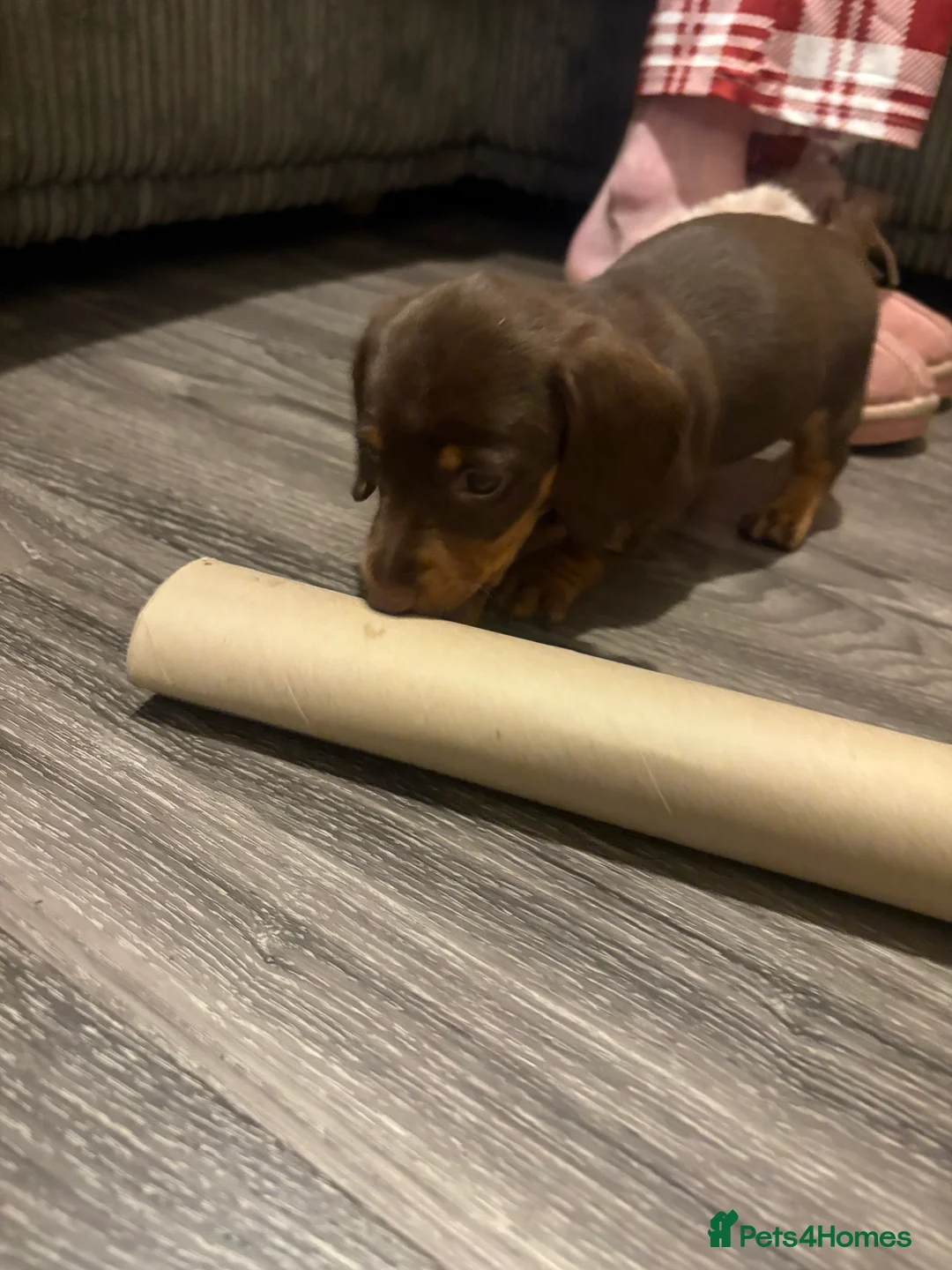 Dachshund dogs for sale: Long haired miniature  - Advert 26