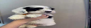 Sheepadoodle 2