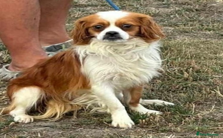 Mixed Breed dogs - Advert 1