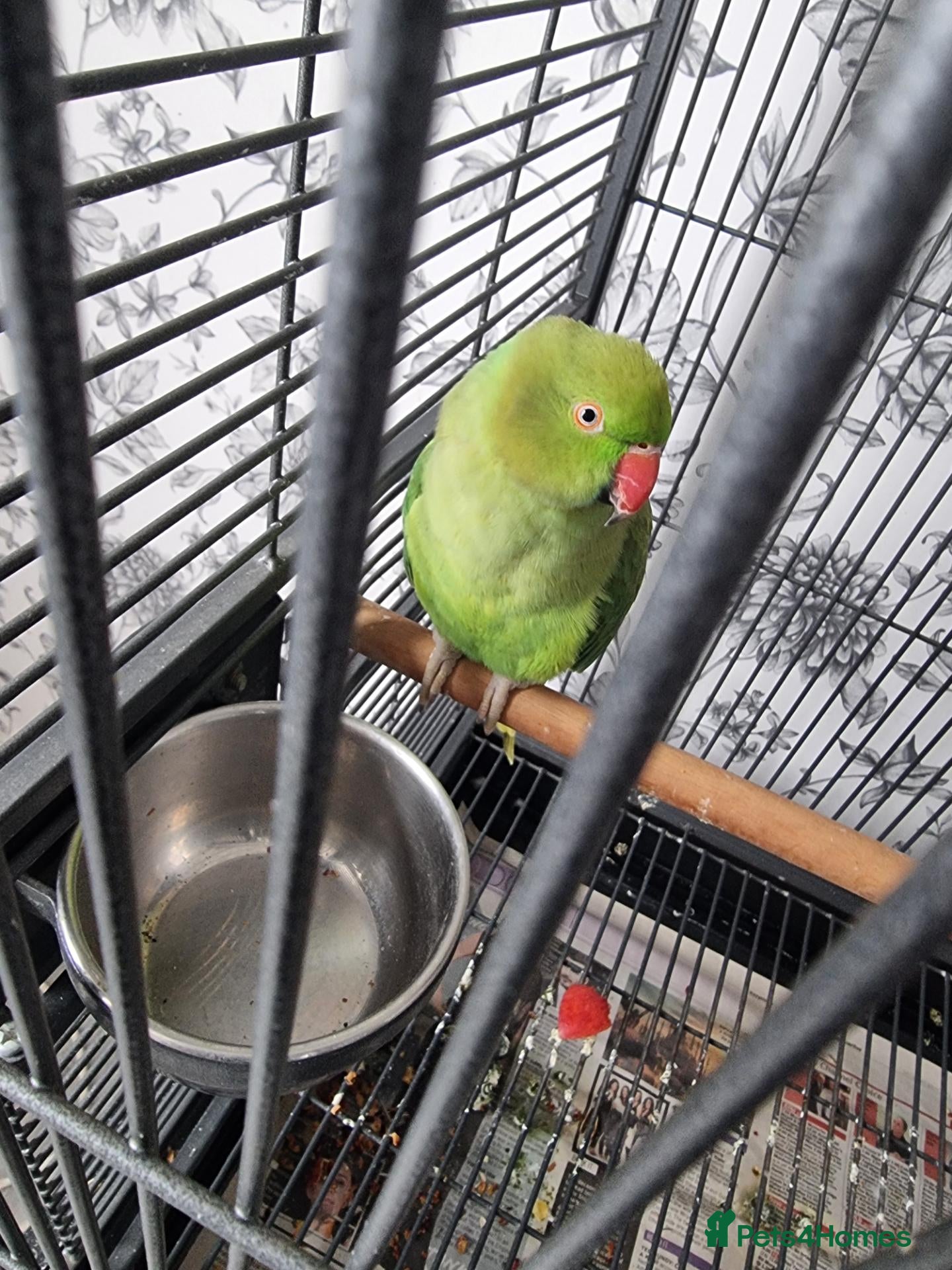 Parrots birds Beautiful ringneck talking parrot  - Advert 4