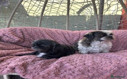 Shih Tzu dogs for sale: 2 shih tzu girls for rehome - Image 2