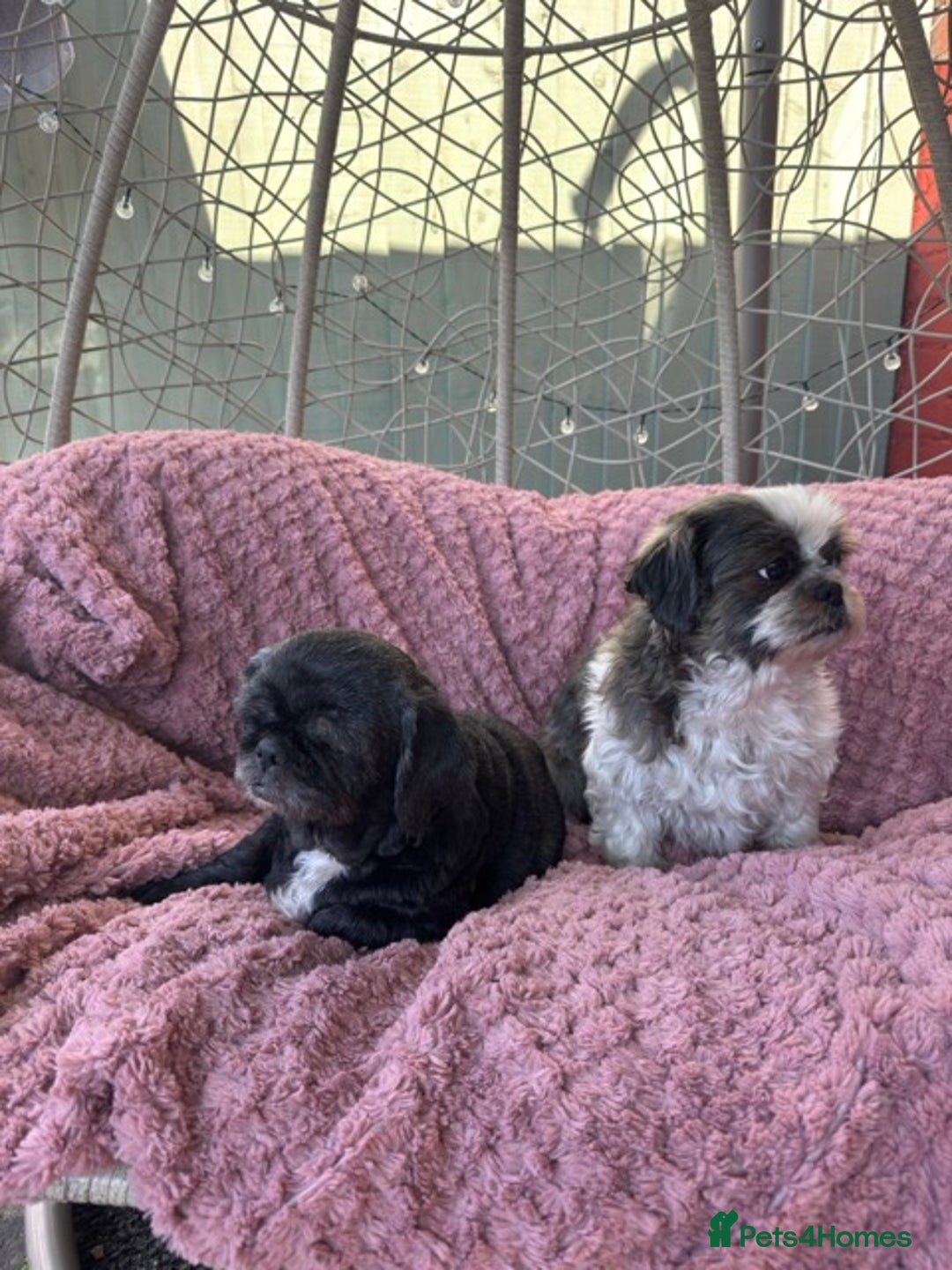 Shih Tzu dogs for sale: 2 shih tzu girls for rehome - Image 2