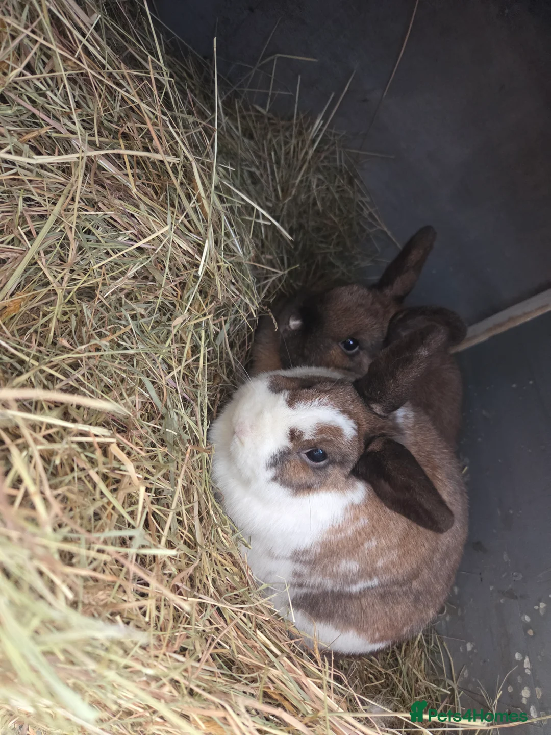 Mixed Breed rabbits for sale: 2 female rabbits for rehoming - Advert 3