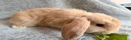 Mini Lop rabbits for sale: Adorable 8-Week-Old Baby Rabbits for Sale 🐰 - Advert 18