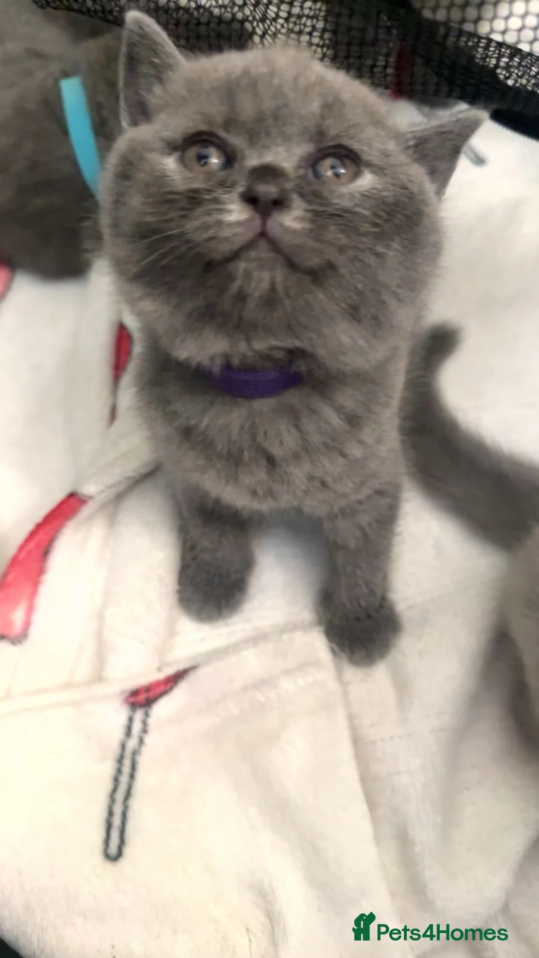 British Shorthair cats for sale: British shorthair X Russian blue viewing welcome  in London - Advert 2