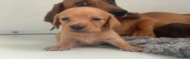 Miniature Dachshund 5