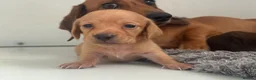 Miniature Dachshund dogs for sale: Long/smooth haired cream/Red Mini Dachshund pups - Advert 10