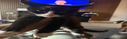 Mixed Breed cats for sale: Kitten - Advert 3