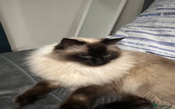 Ragdoll cats for sale: Loving Home Needed for Our Dear Cat, Nina - Image 7