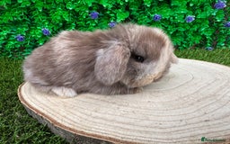 Mini Lop rabbits for sale: Stunning mini lops - Image 18
