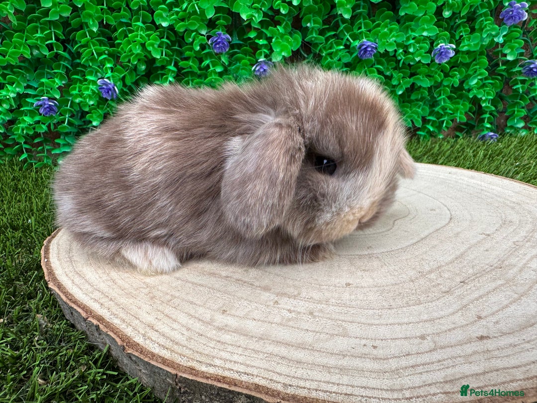 Mini Lop rabbits for sale: Stunning mini lops - Image 18