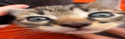 Mixed Breed cats for sale: Kittens  - Advert 10