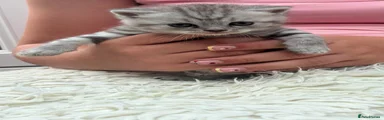 British Shorthair 4