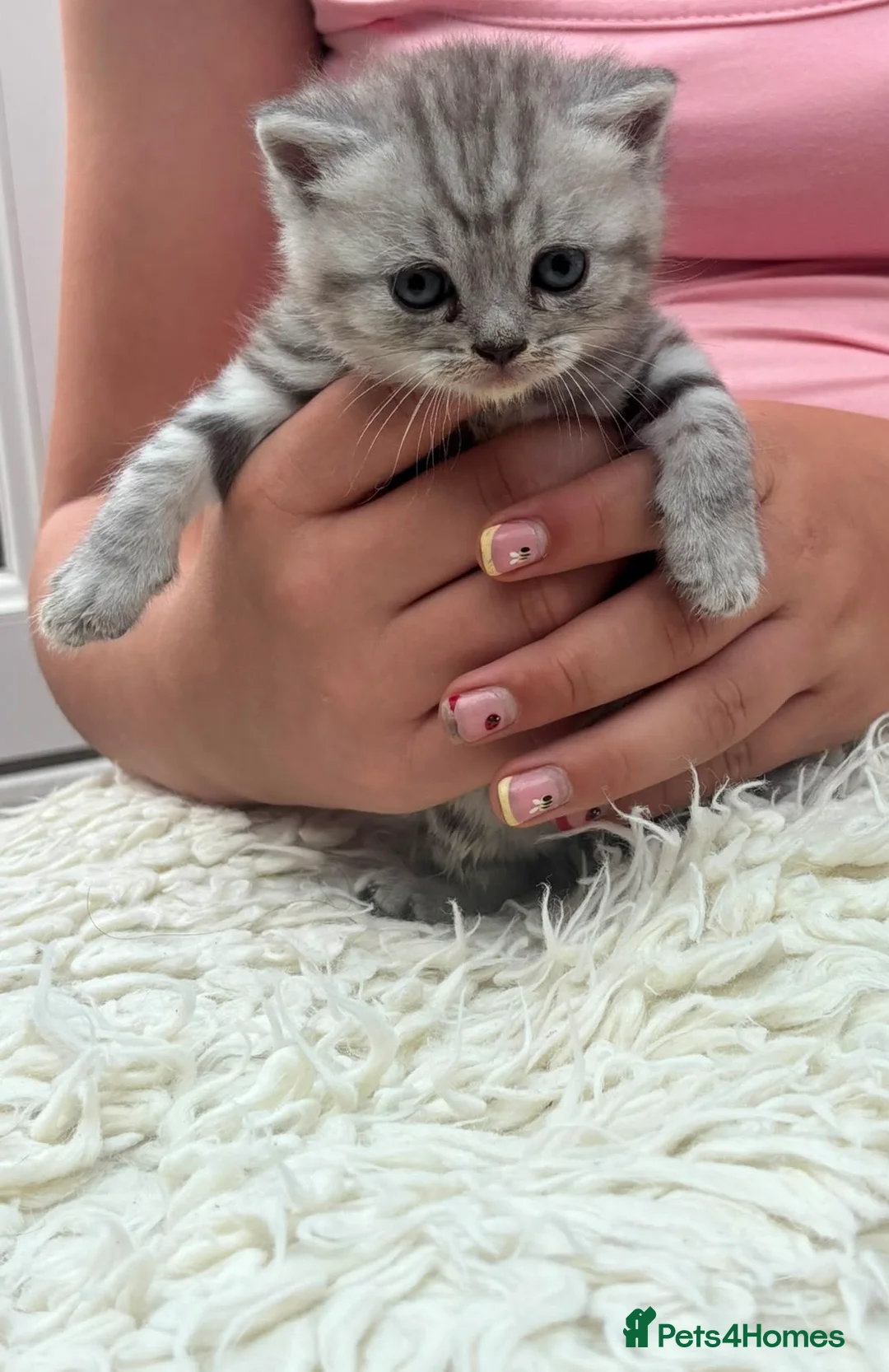 British Shorthair cats for sale: Exquisite British shorthair kittens - Advert 2