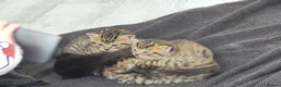 Mixed Breed cats for sale: British blue x domestic shorthair tabby - Advert 11