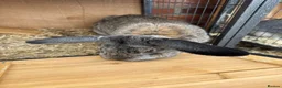 Mixed Breed rabbits for sale: Various rabbits for sale  - Advert 27