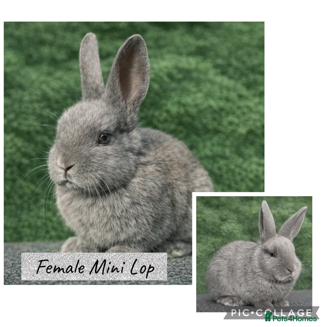 Mini Lop rabbits for sale: Beautiful mini lop baby rabbits 8 weeks old  - Advert 2