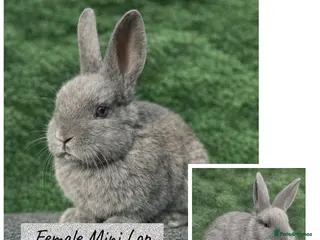 Mini Lop rabbits Beautiful mini lop baby rabbit 8 weeks old - Advert 5