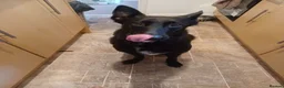 Mixed Breed dogs for sale: Maisie  in Stoke-on-Trent - Advert 1