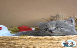 British Shorthair cats for sale: 3 British short hair / long hair kittens  - Image 20