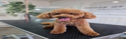 Cavapoo dogs for sale: 🌟 Premium F1bb Toy Cavapoo Puppies 🌟 - Advert 16